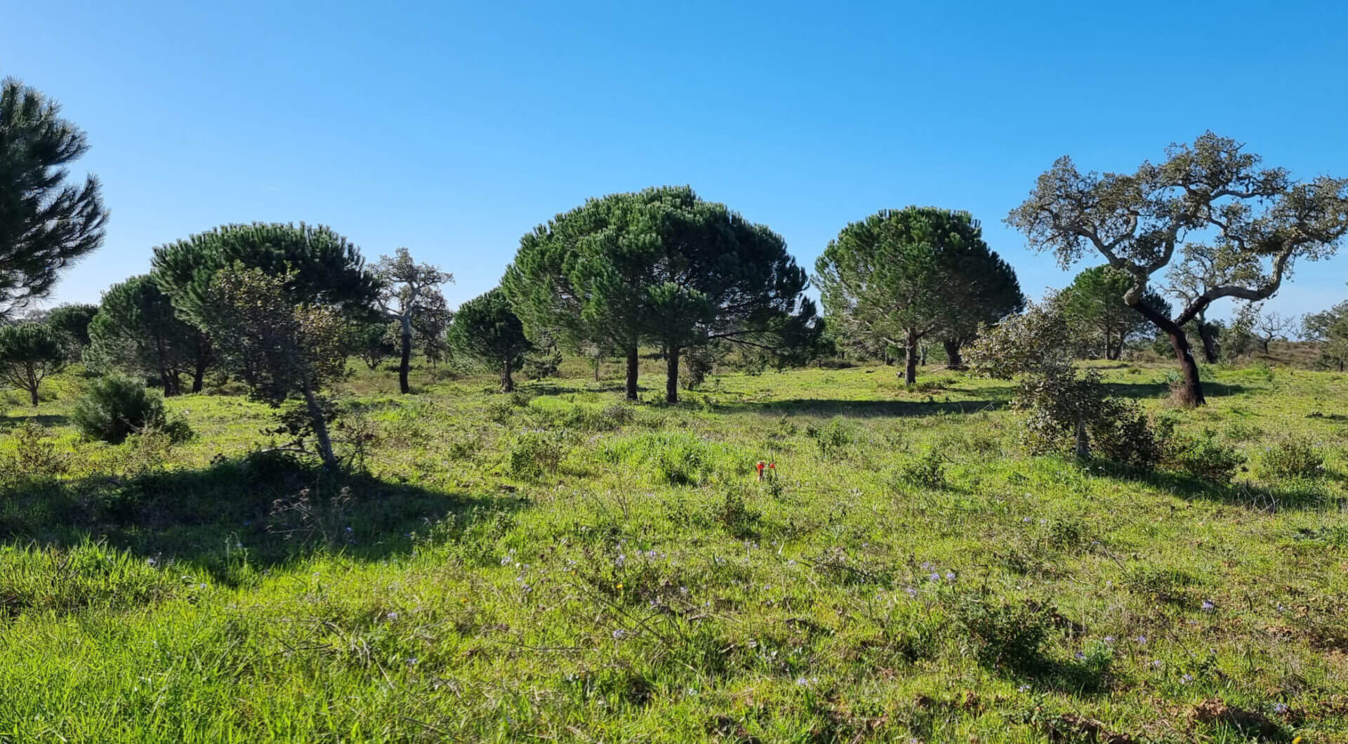 Portugalia, Comporta / Alentejo Coast, Comporta