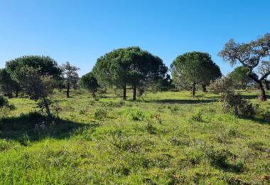 Portugalia, Comporta / Alentejo Coast, Comporta
