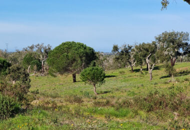 Portugalia, Comporta / Alentejo Coast, Comporta