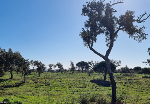 Portugalia, Comporta / Alentejo Coast, Comporta
