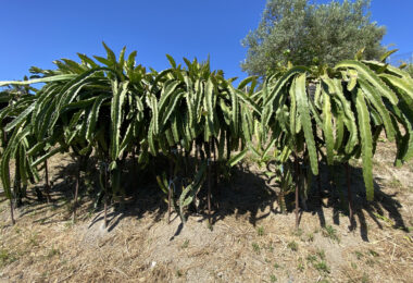 Hiszpania, Estepona, Estepona East