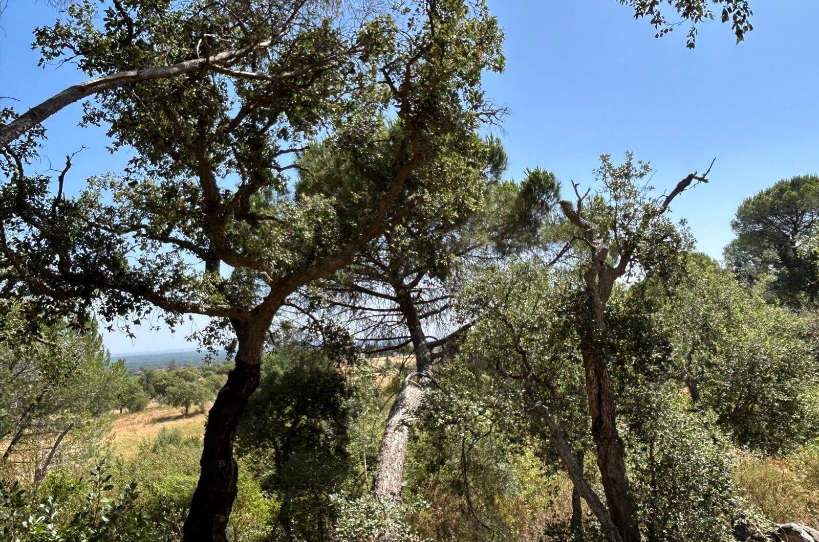 Portugalia, Comporta / Alentejo Coast, Melides