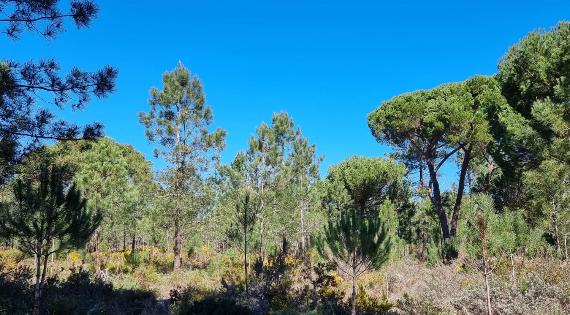 Portugalia, Comporta / Alentejo Coast, Muda