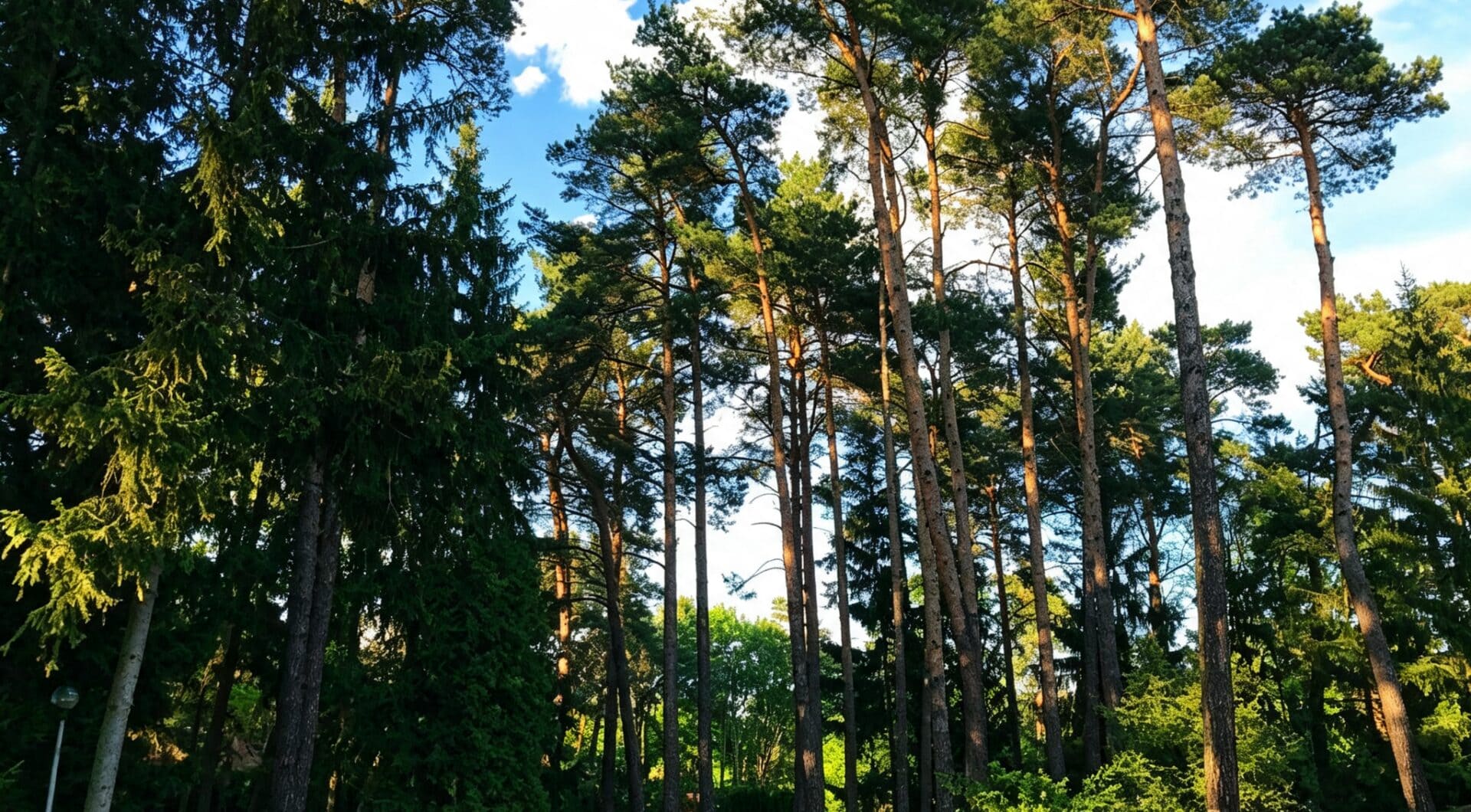 6624 m² przy ul. Potulickich | Konstancin-Jeziorna