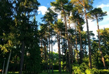 6624 m² przy ul. Potulickich | Konstancin-Jeziorna