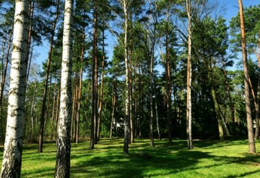 6624 m² przy ul. Potulickich | Konstancin-Jeziorna